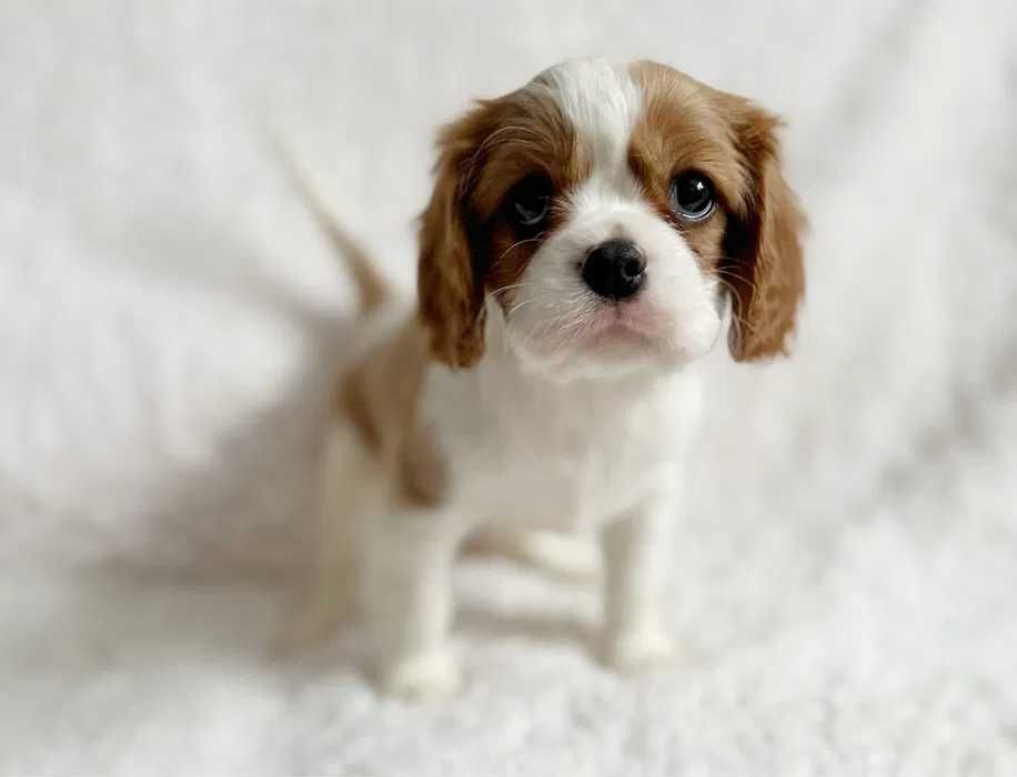 Cavalier King Charles