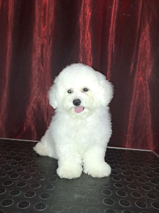 Щенки Бишон Фризе — питомник «Симфония Души»