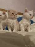 Котята , кот , котенок