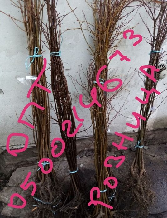 Саженцы Липы. Граб. Бук. Ясень. Дуб. Береза.