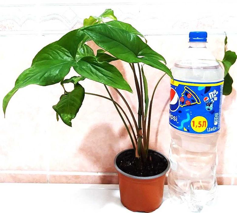 Алое, Антуріум, Сингоніум, Монстера