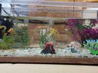 Vendo guppys variedade