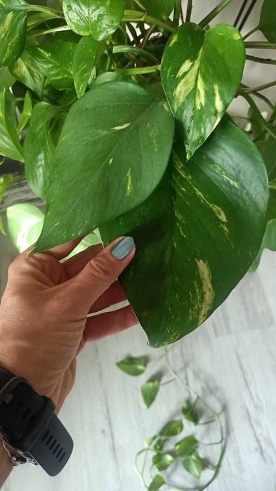 Epipremnum aureum złociste big form