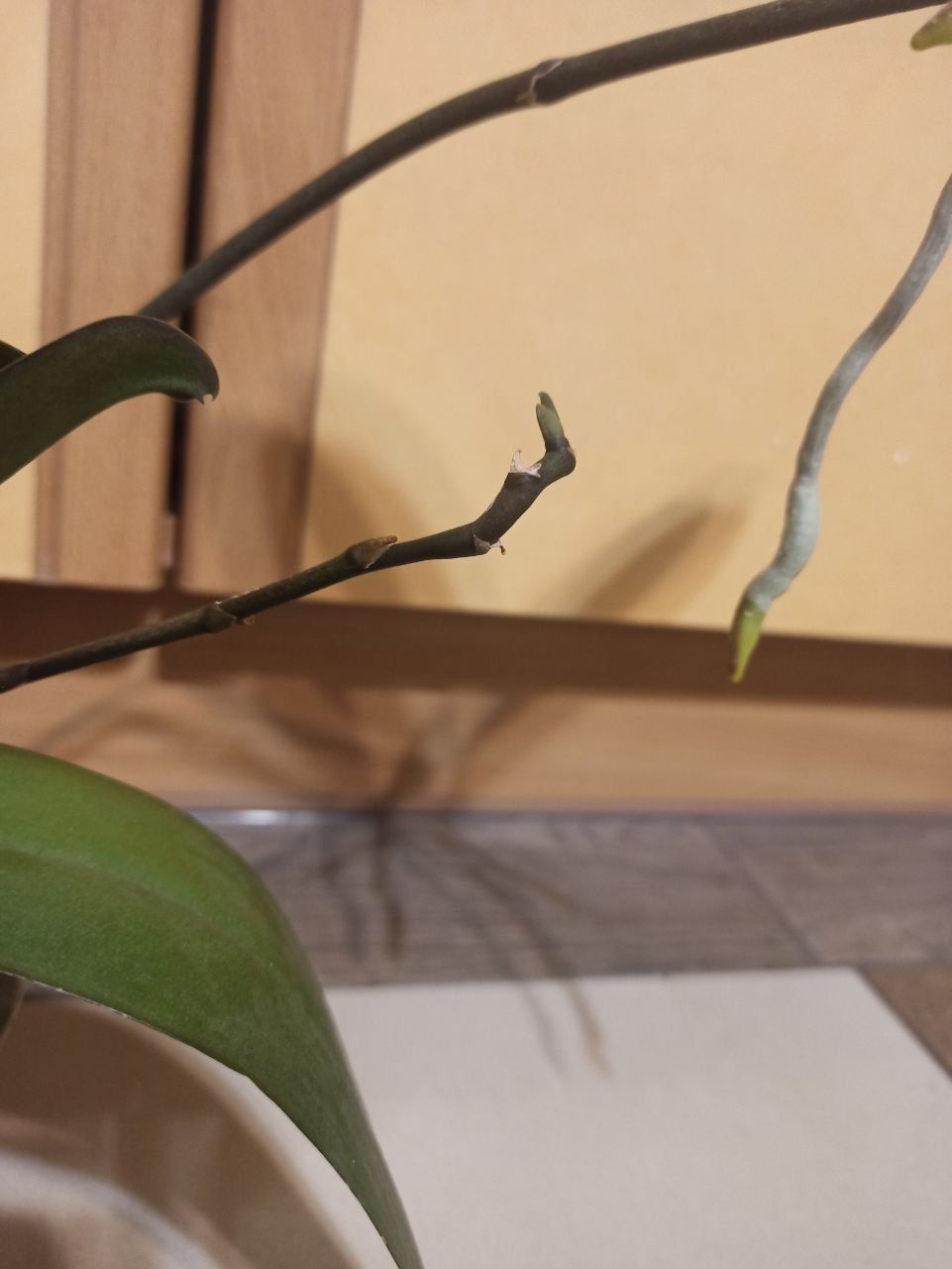 Композиція з Орхідей рослина квіти вазони зелень