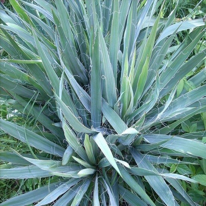 Продам кусты юкки садовой двух  и саженцы древовидного пиона видов