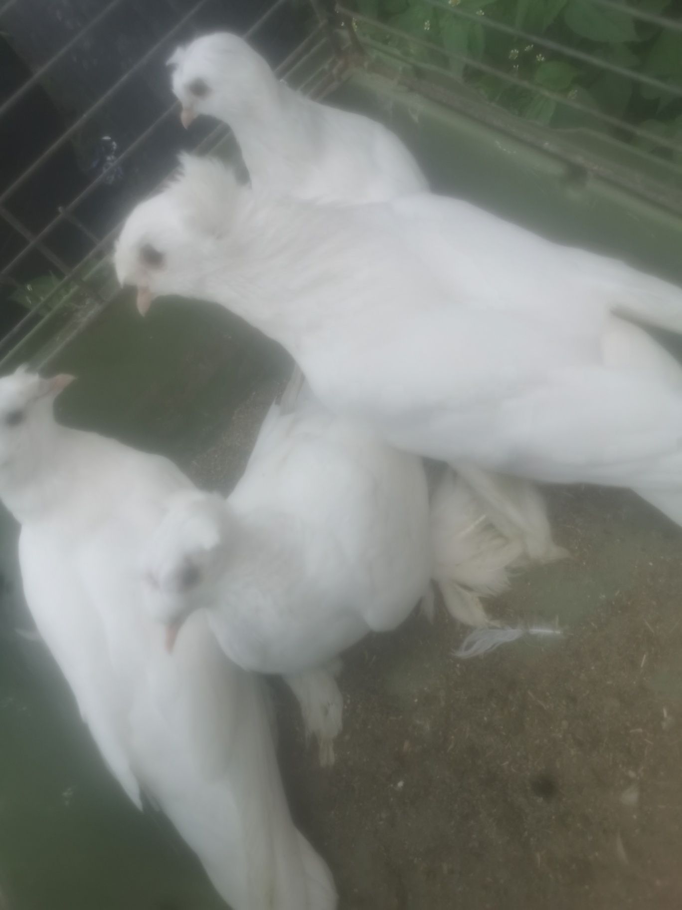 Sprzedam gołębie turkoty 3  sztuki MOŻLIWOŚĆ DOWOZU