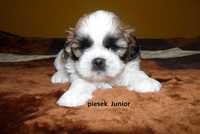 Shih Tzu, piesek Junior do odbioru od 8 czerwca.