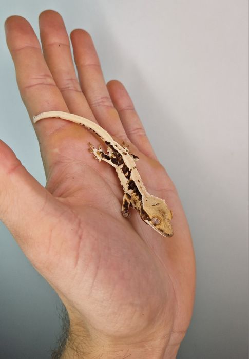 Gekon orzęsiony Lili white młode LW