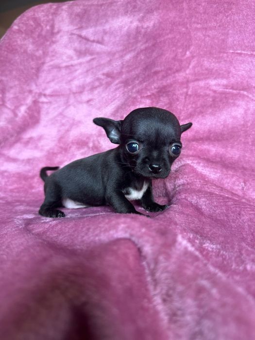 Chihuahua miniatureczka czarna dziewczynka z rodowodem