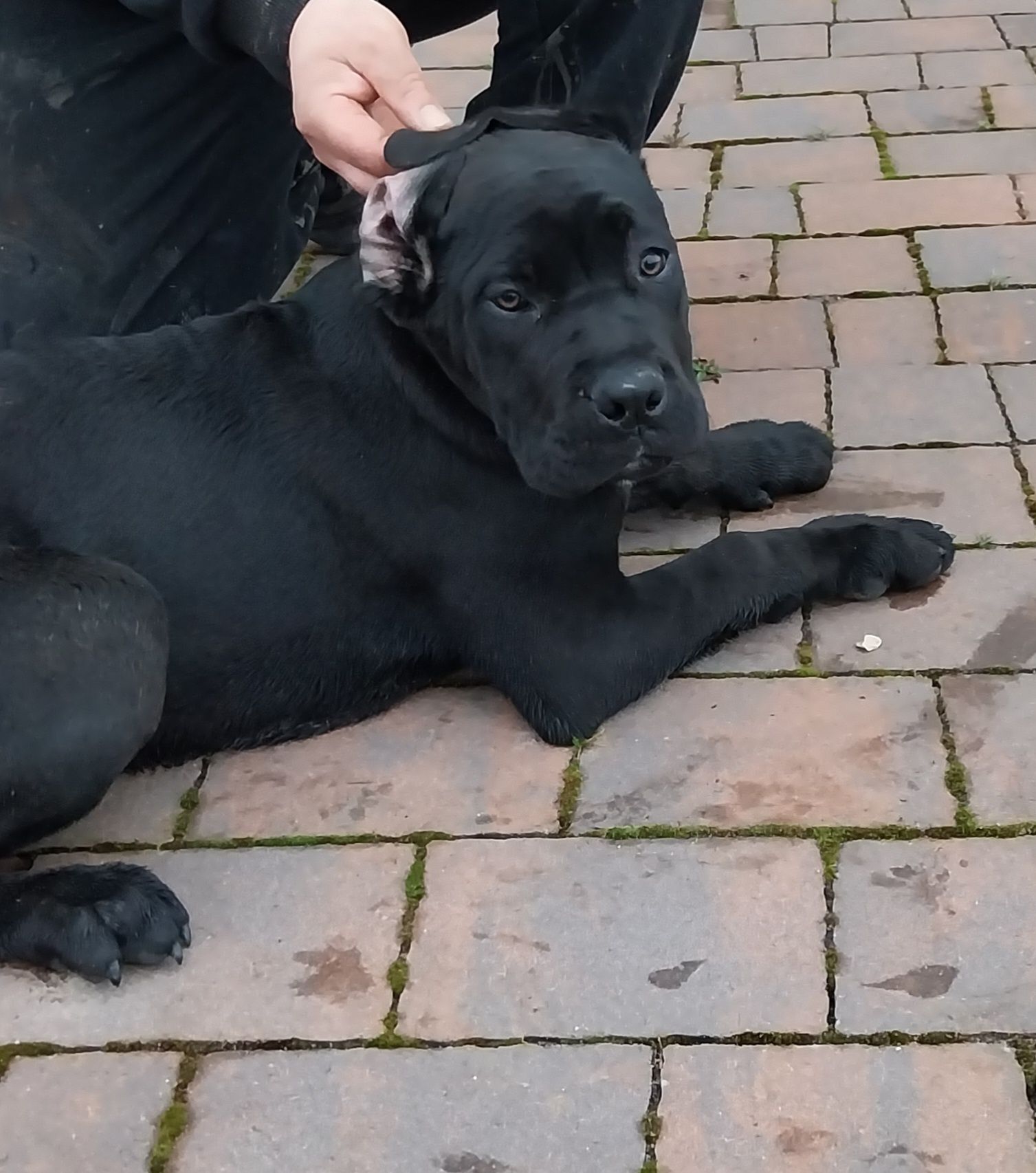 Suczka czarna cane corso