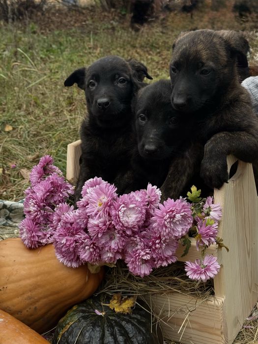 Голландська вівчарка Хердер (Не Малінуа)