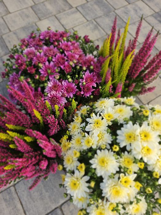 Chryzantemy drobnokwiatowe