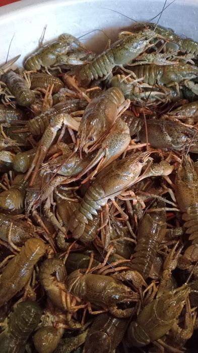 Іщем поставчиков живих раків