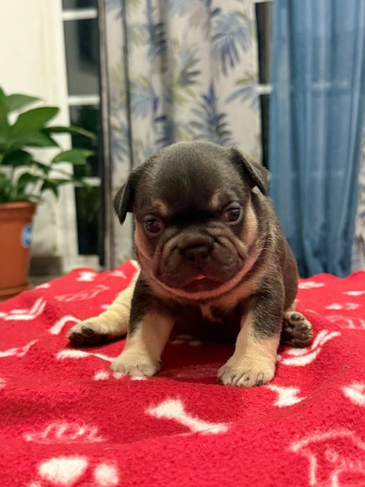 Buldogue Frances Black and Tan