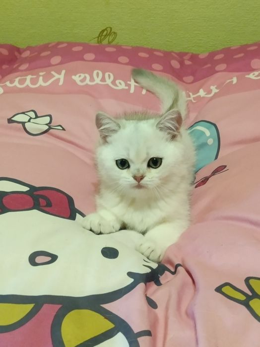 Пухнастий антистресик