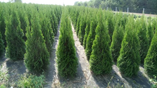Tuja thuja szmaragd 120-130cm,tuje, thuje, krzewy, iglaki