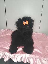 Yorkshire terrier black Piesek