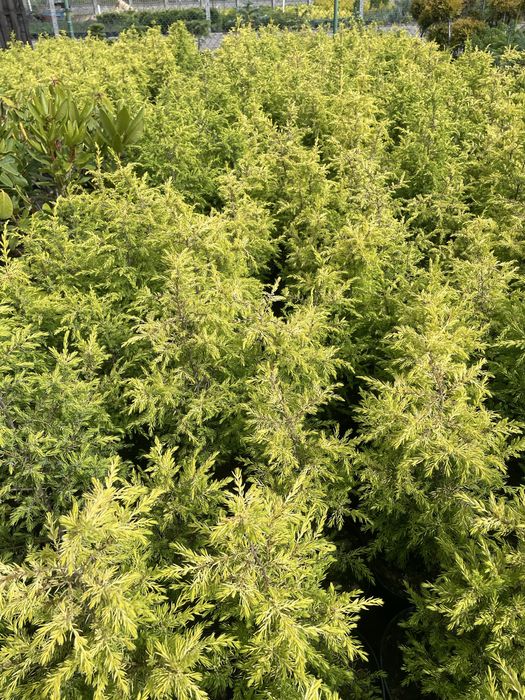 Jalowiec kolumnowy Gold Cone 40 -50 cm