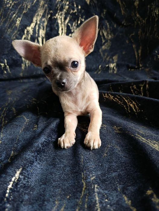 Suczka krótkowłosa chihuahua