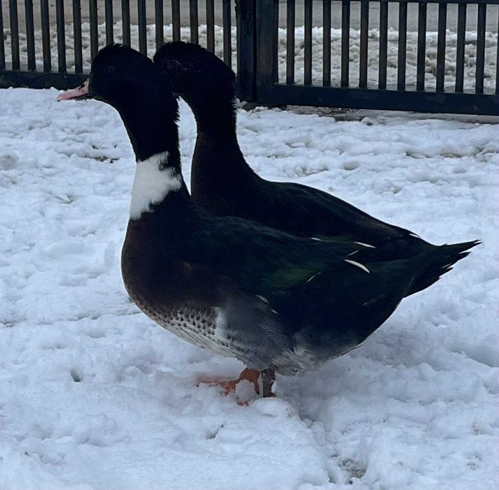 Kaczki mix staropolska dworka