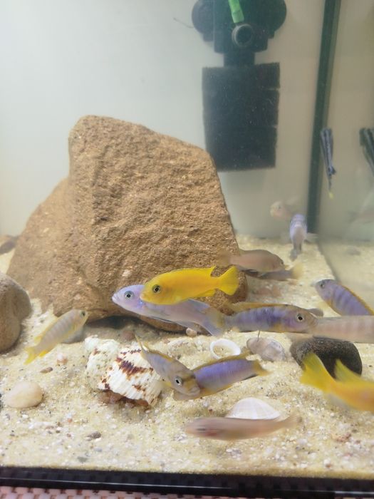 Pyszczaki Chindongo Saulosi Taiwan Reef samce