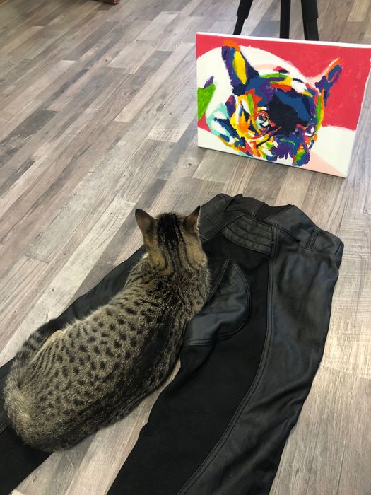 Мотоштани жіночі