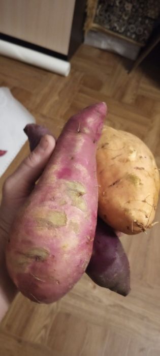 Батат солодка картопля