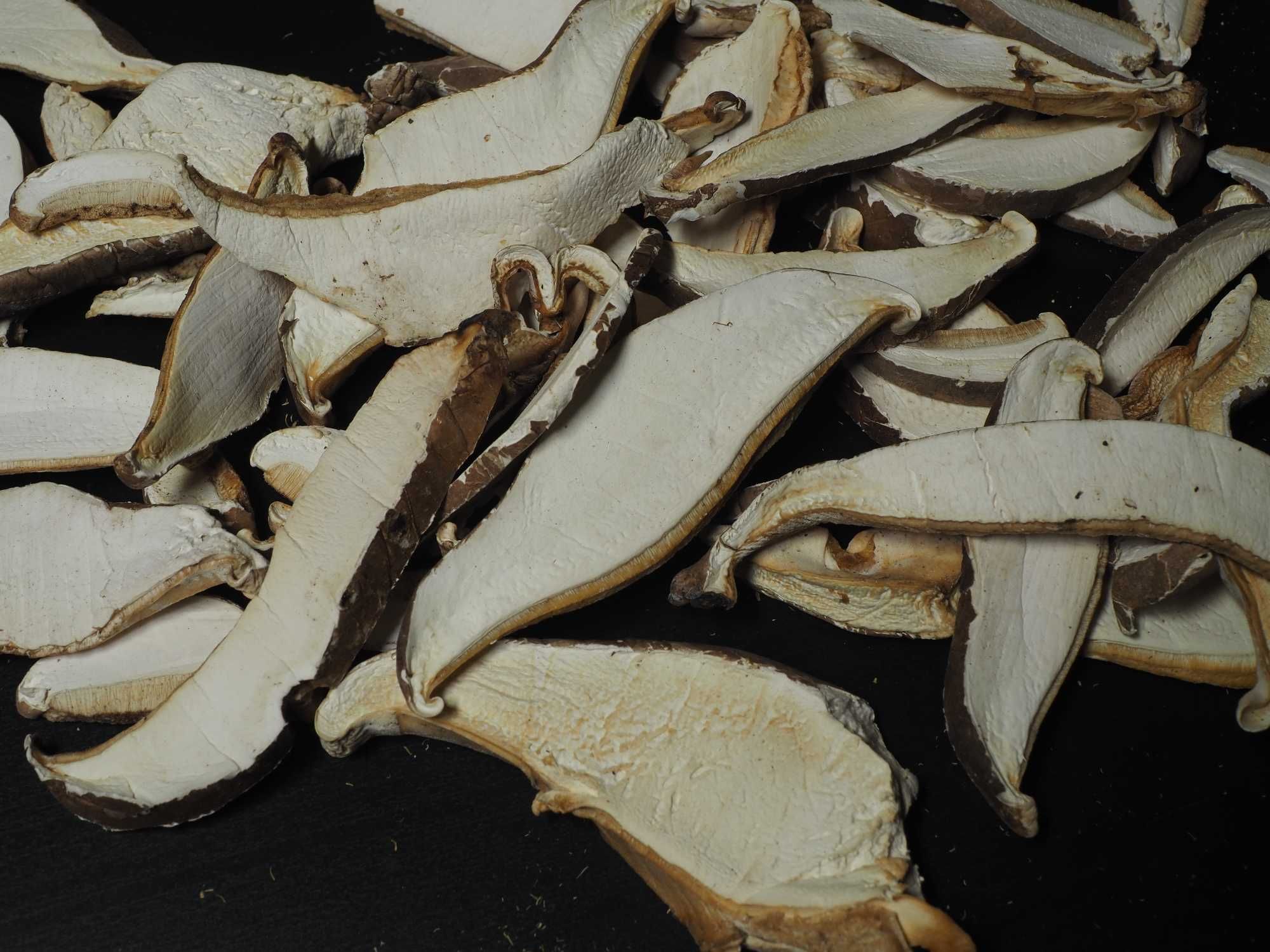 Pniarek brzozowy, porek brzozowy  grzyb leczniczy naturalny antybiotyk