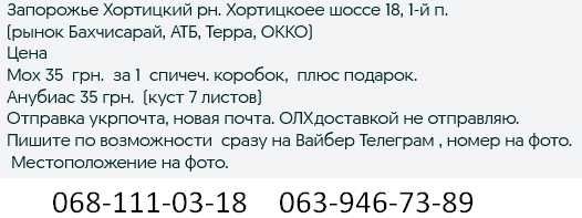 Мох яванский . Аквариум. Анубиас