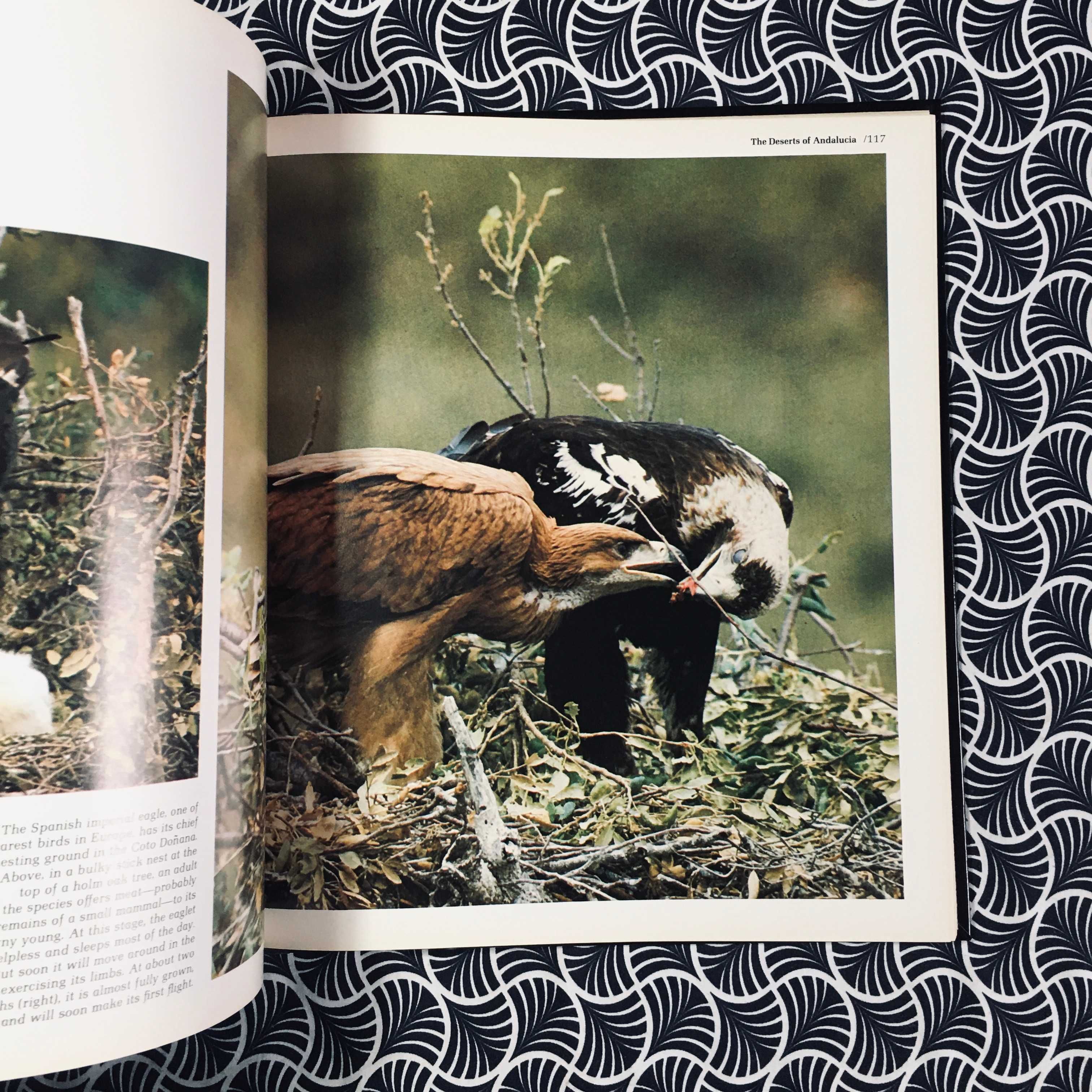 Wilderness Europe - Douglas Botting