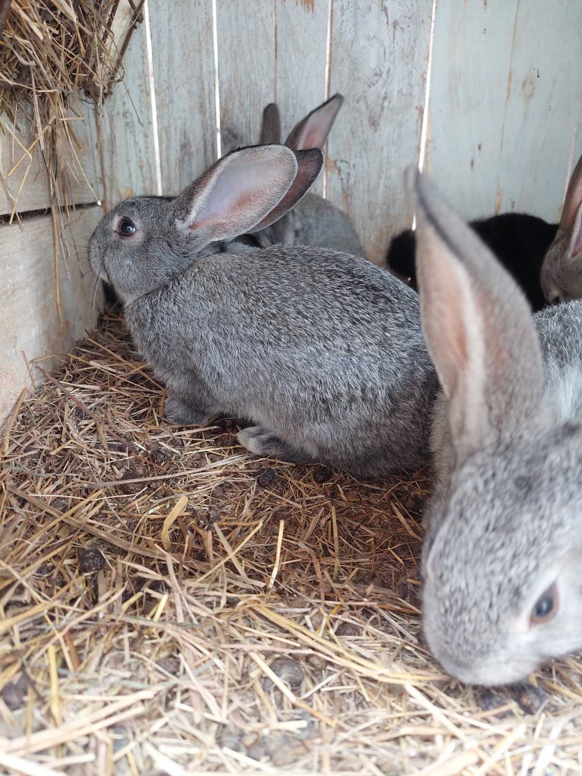 Кролики (молодняк)