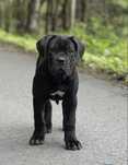 Śliczna, czarna suczka Cane Corso ZKwP/FCI