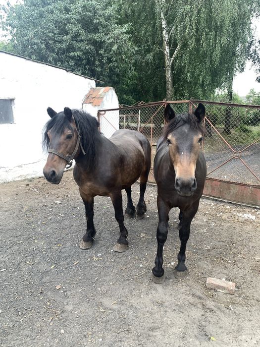 Sprzedam klacz konie zimnokrwiste