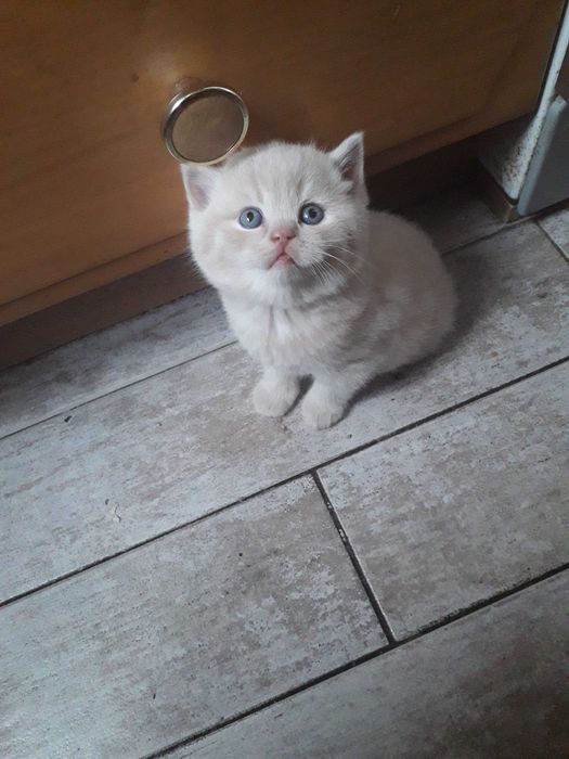 Шотландский прямоухий кот приглашает на вязку