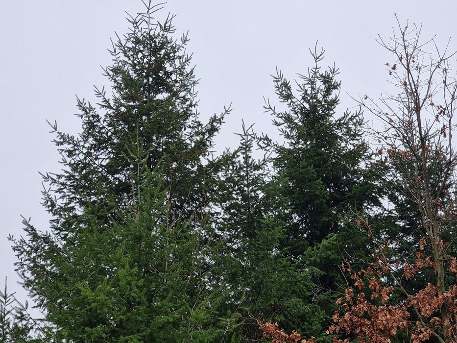 Choinka Duże Świerk, Daglezja..Galezie na stroiki