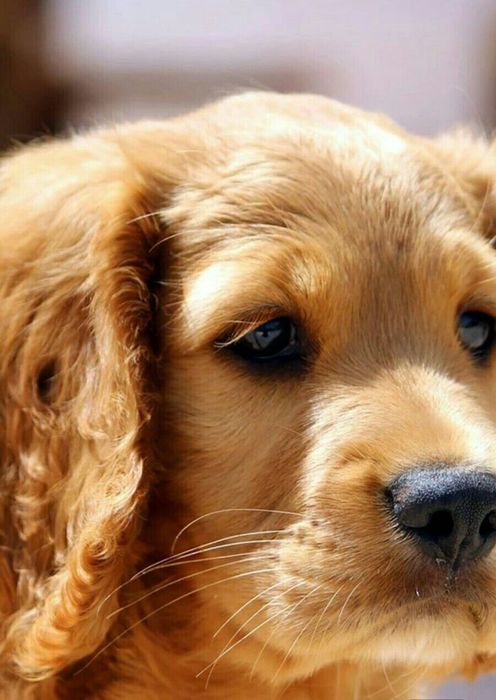 Грайливі англійські кокер-спанієлі – хлопчики й дівчатка