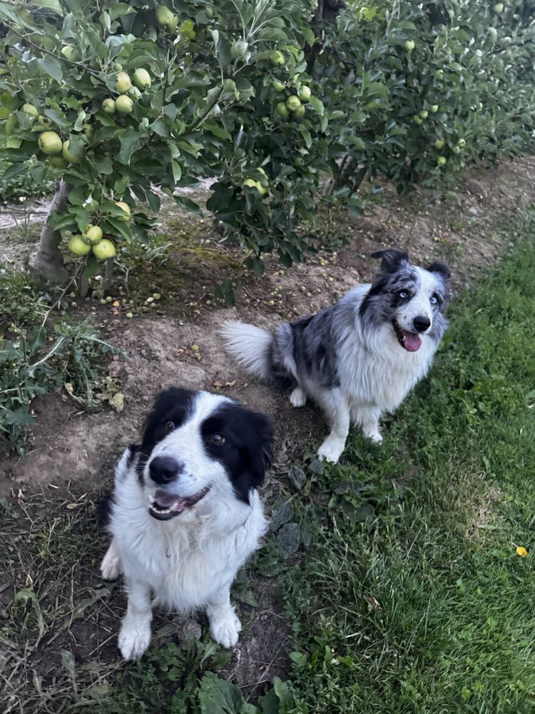 Sprzedam Psa Border Collie czarno biały (samiec)
