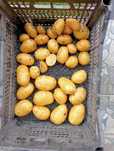 Продам  картоплю