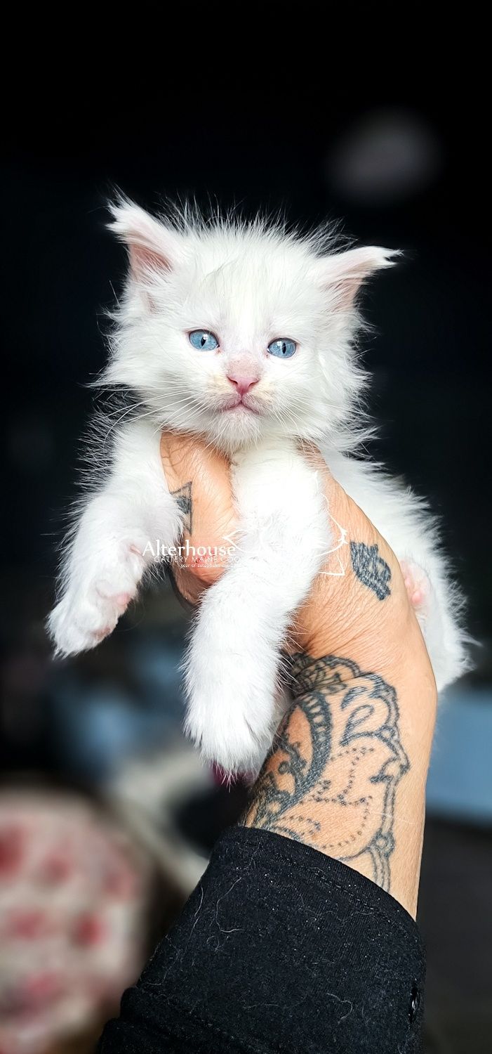 Biała niebieskie oczy kotka Maine Coon rodowód Felis Polonia