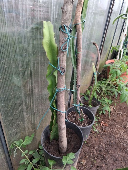 Planta autofértil pitaya