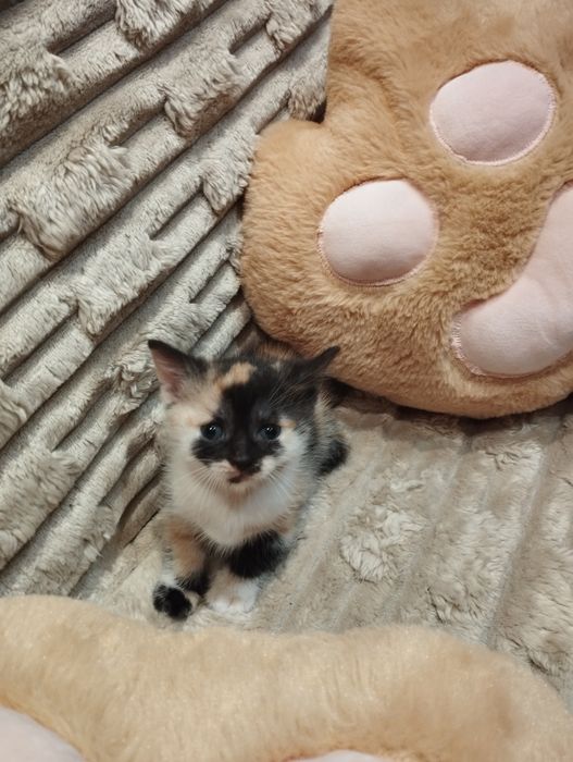 Кішечки БЕЗКОШТОВНО! В добрі руки)