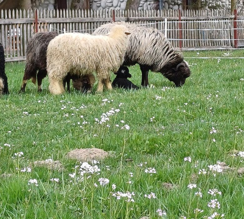 Sprzedam 4 owce i jagnię