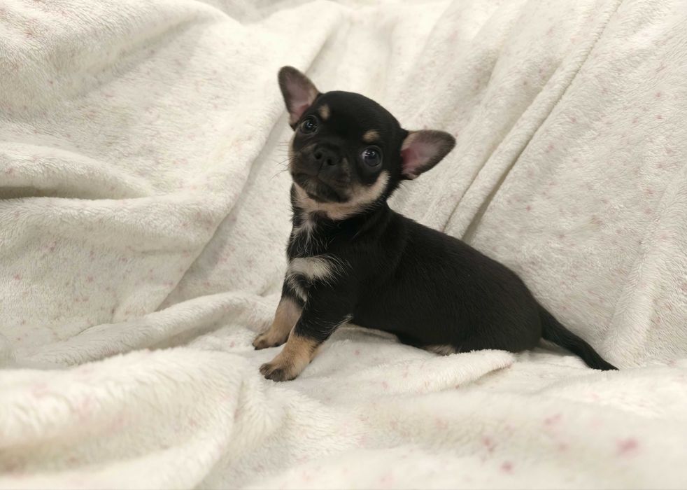 Cudowny chłopiec chihuahua