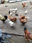 Animais da quinta