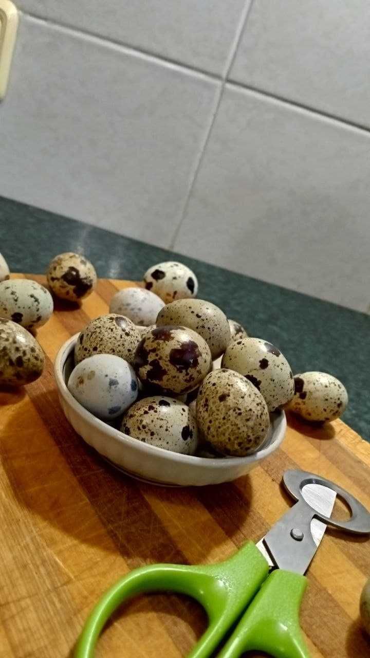 Мясо перепела, маринованные/копченые яйца,  столовое перепелиное яйцо