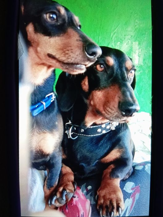 Такса дівчинка породиста