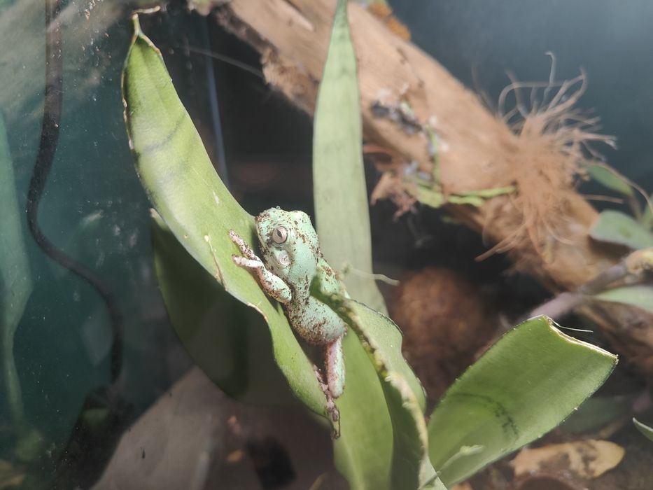 Litoria Caerulea młoda rzekotka szmaragdowa/australijska