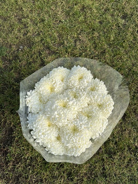 Sprzedam chryzantemy