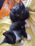 Отдам котят.К лотку приучены.
