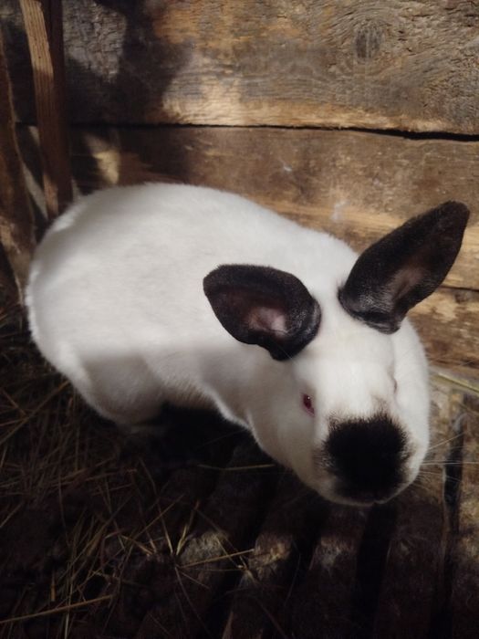 Продам самичок (самки)